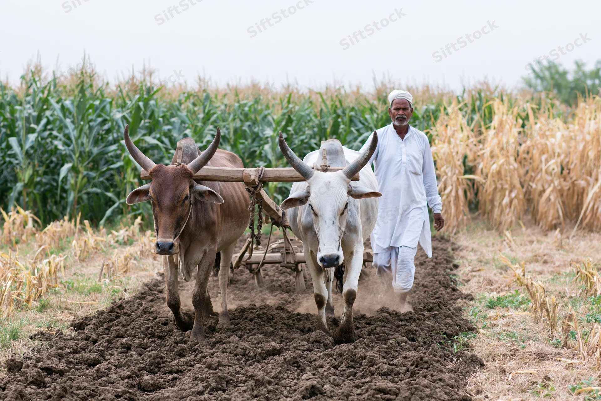 Indian farmer guiding two oxen pulling a wooden plow through a cornfield, tilling the soil in a rural agricultural setting
