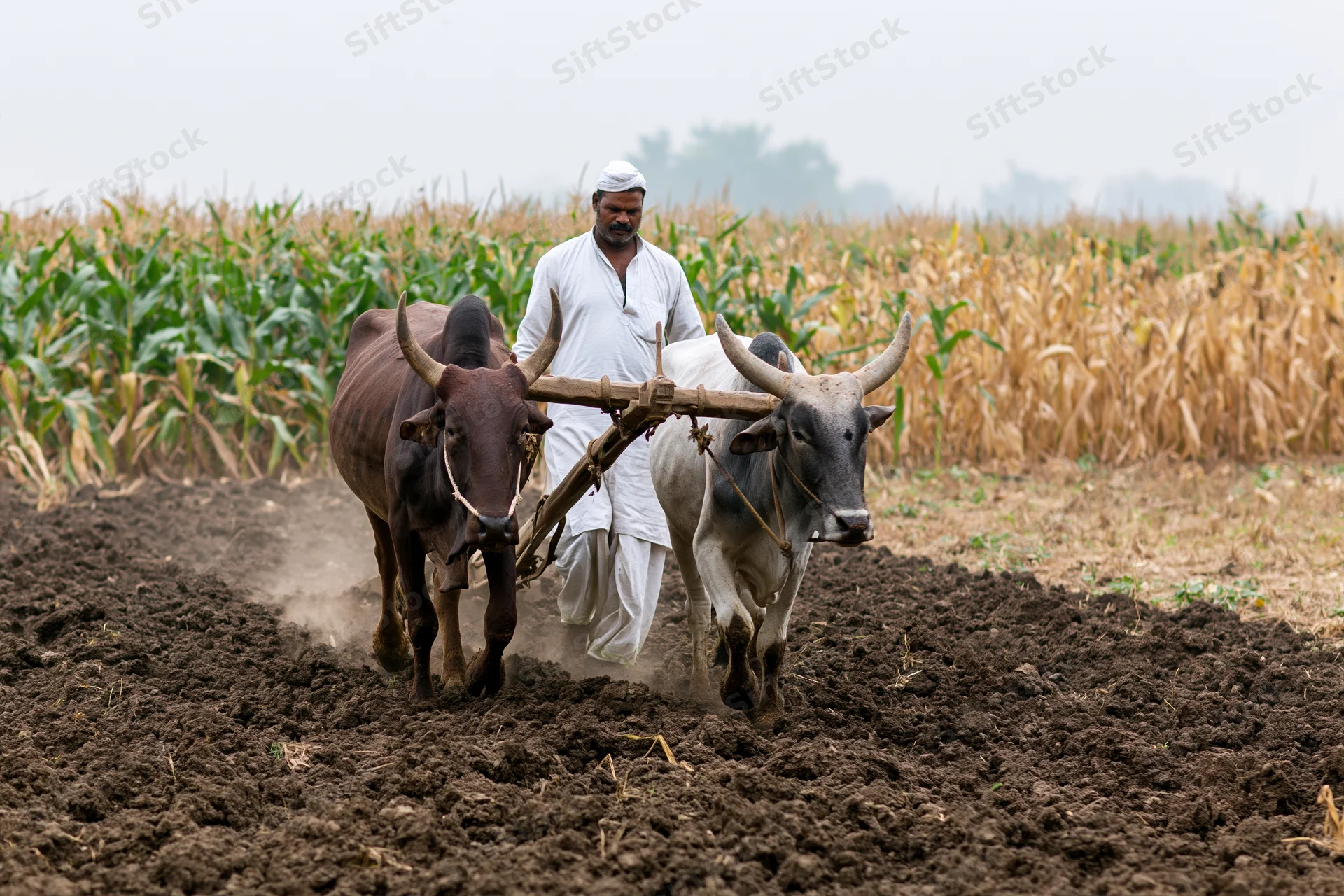 Indian farmer guiding oxen pulling wooden plow through tilled field