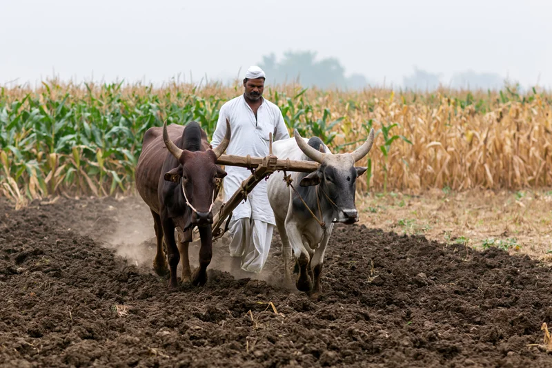 Indian farmer guiding oxen pulling wooden plow through tilled field