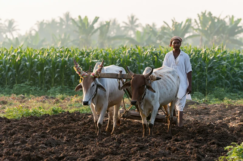 Indian farmer guiding two yoked oxen pulling a wooden plow through a tilled field with corn and palm trees in the background