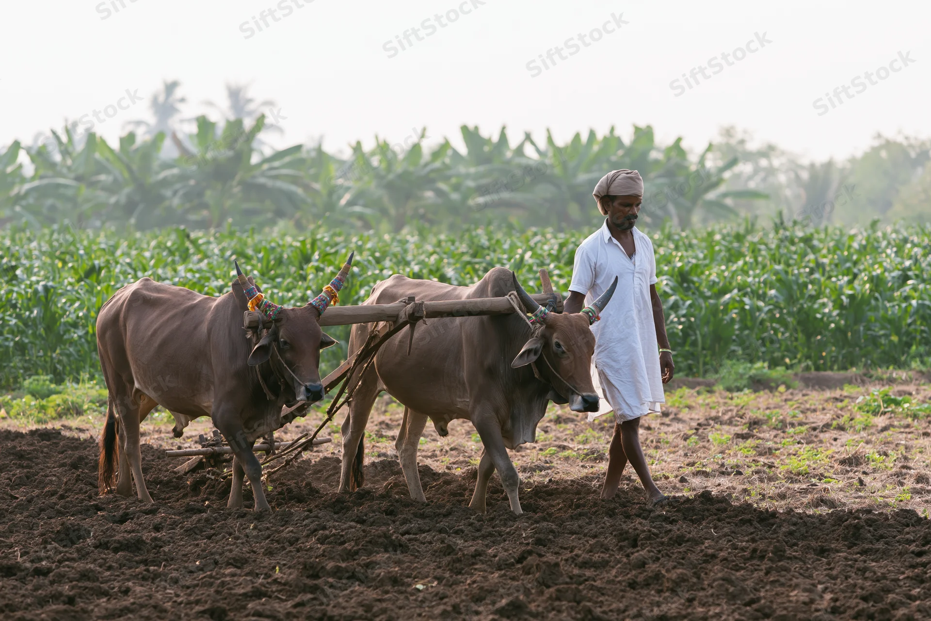Indian farmer guiding two yoked oxen pulling a wooden plow through a tilled field with crops in the background