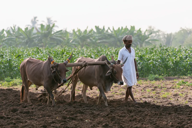 Indian farmer guiding two yoked oxen pulling a wooden plow through a tilled field with crops in the background