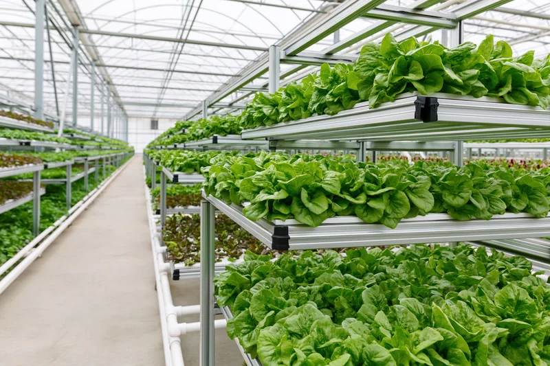 Rows of green lettuce growing on tiered metal racks inside a large indoor greenhouse
