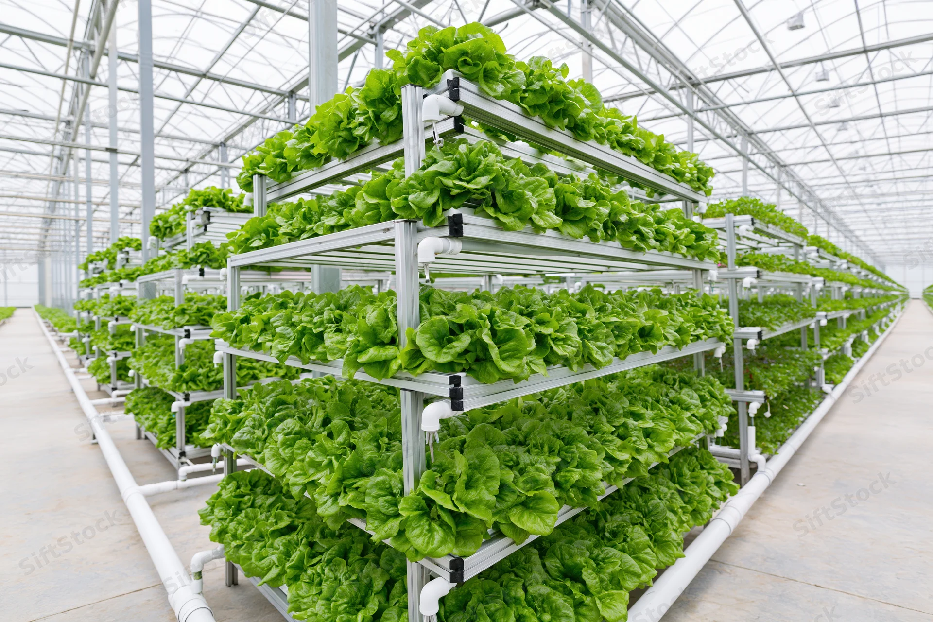 Rows of tiered metal racks growing lettuce in an indoor hydroponic greenhouse