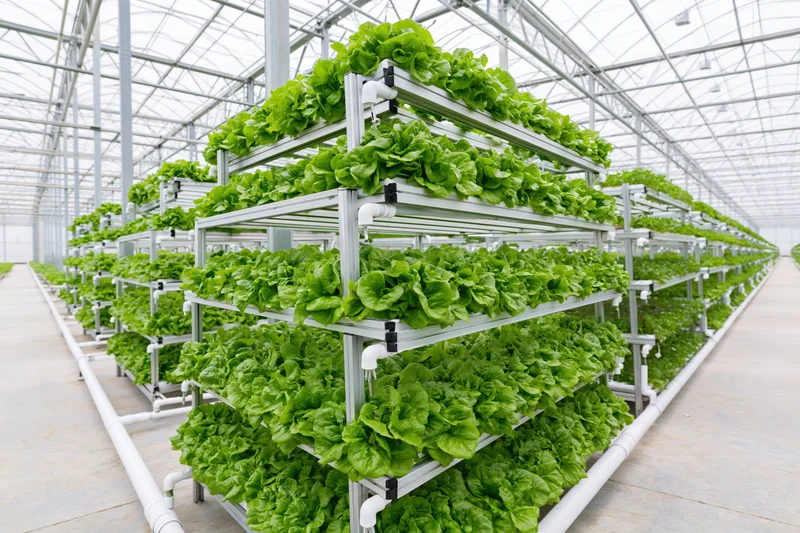 Rows of tiered metal racks growing lettuce in an indoor hydroponic greenhouse