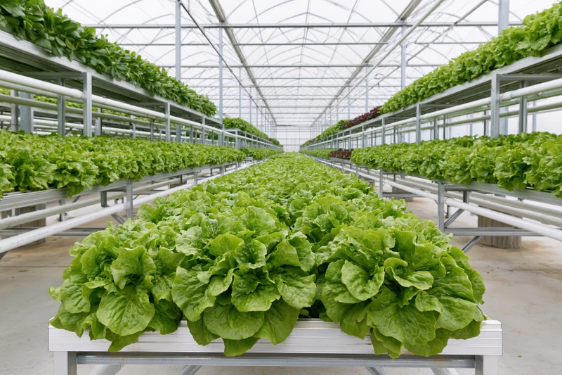 Rows of green lettuce growing in tiered metal racks inside a transparent-roofed hydroponic greenhouse