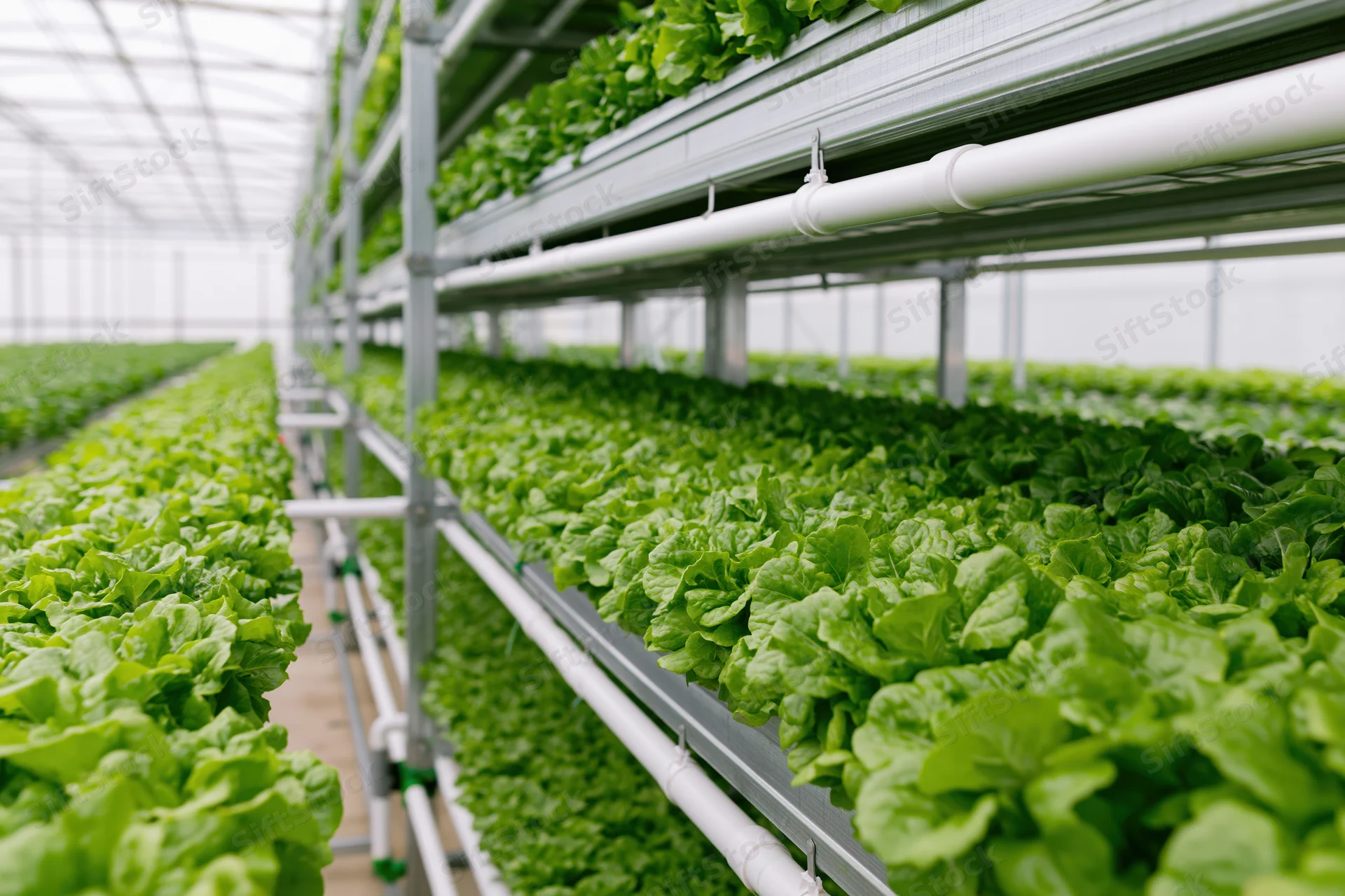 Rows of lettuce growing on tiered metal shelves in an indoor hydroponic greenhouse