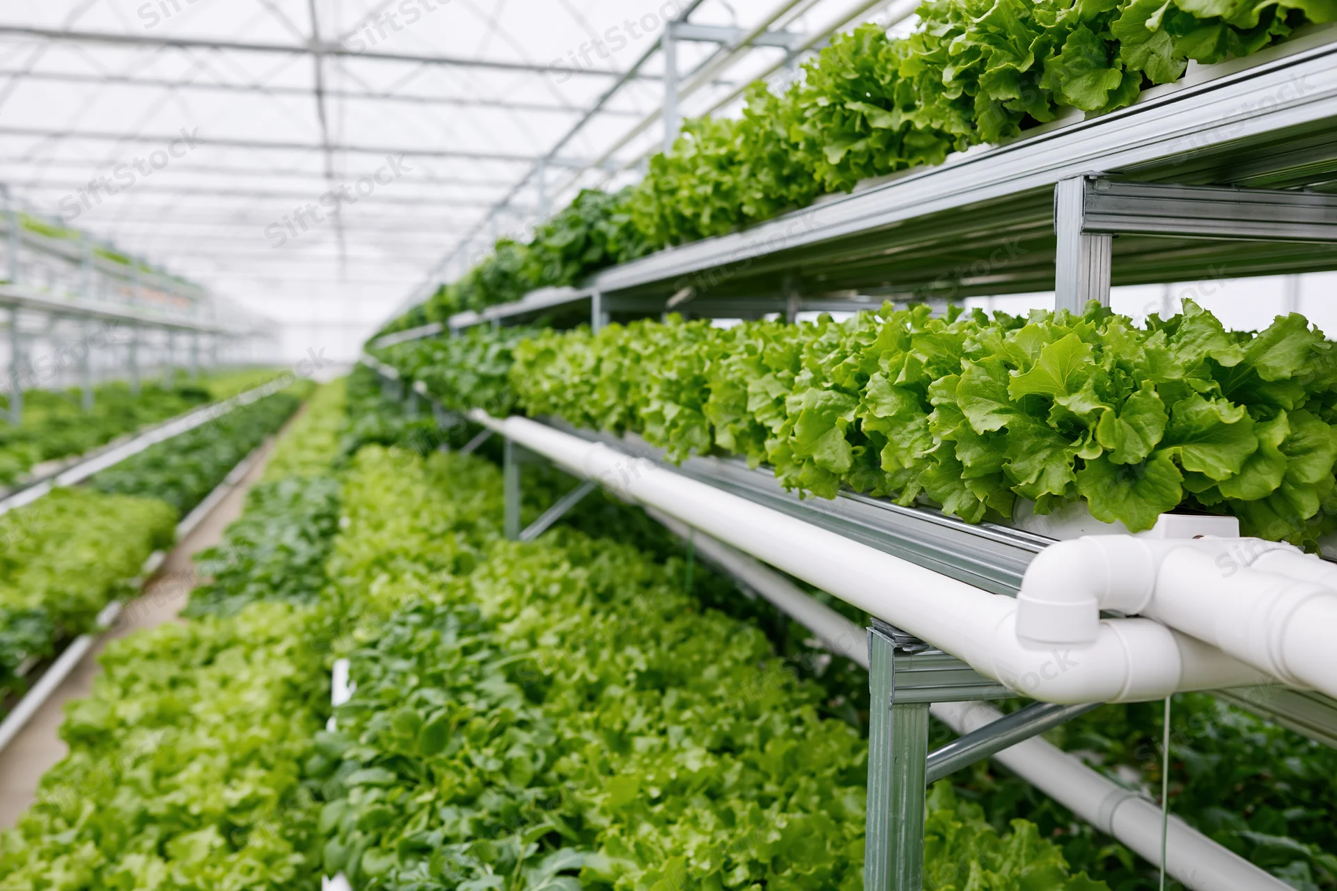 Rows of green lettuce growing in tiered metal hydroponic system inside greenhouse