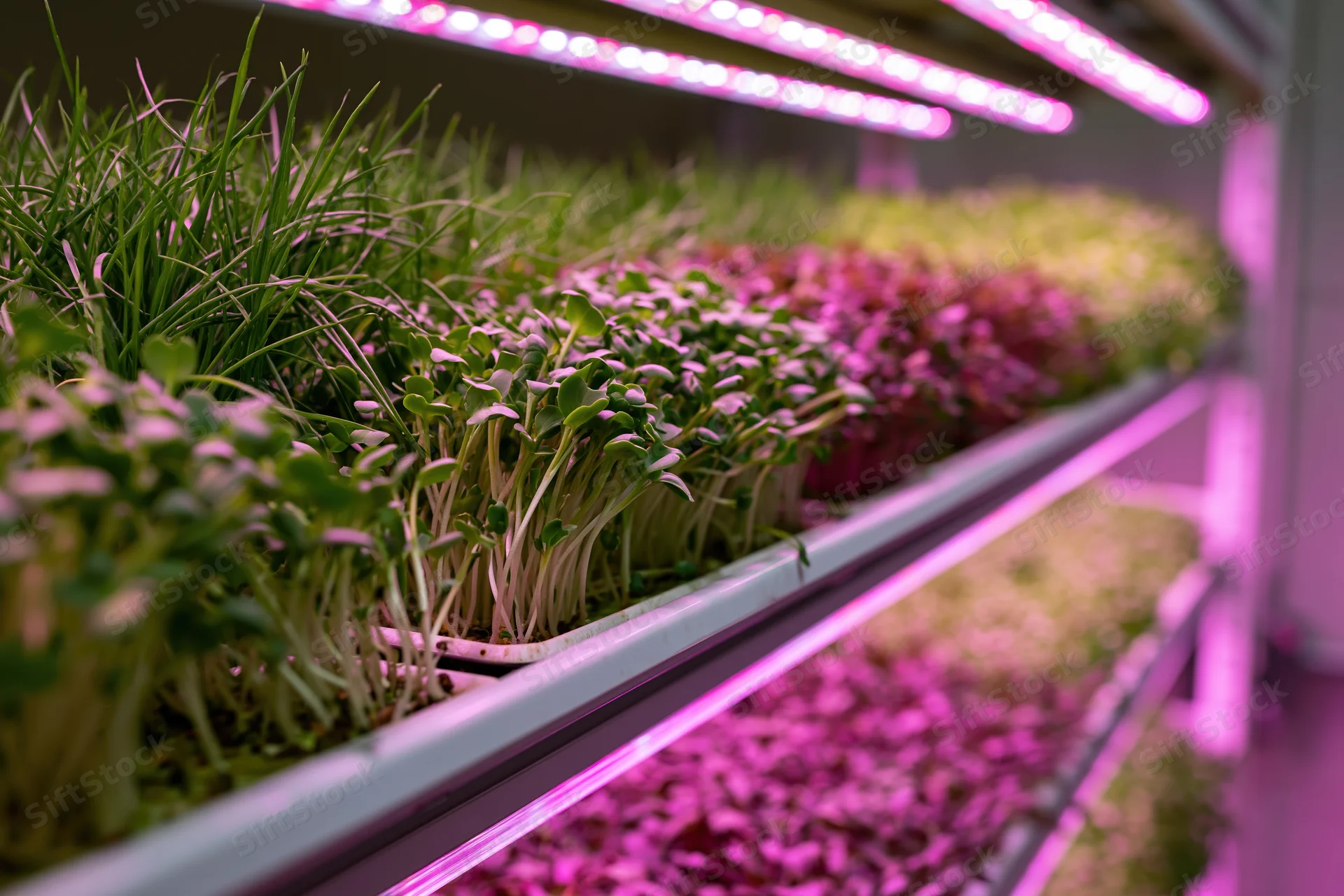 Rows of microgreens growing under pink led lights on vertical shelves in an indoor farm