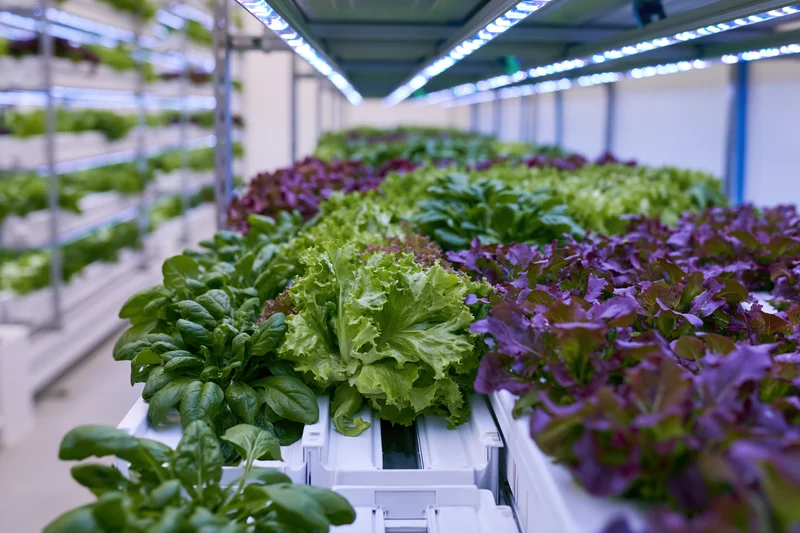 Rows of leafy greens growing in vertical hydroponic trays under led lights indoors