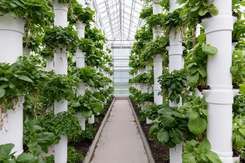 Vertical hydroponic towers growing leafy greens in an indoor greenhouse with rows aligned along a central walkway