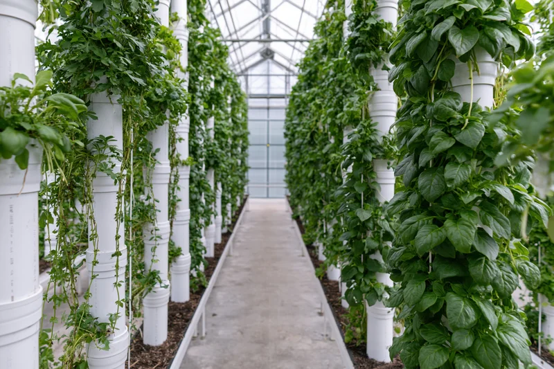 Vertical hydroponic towers with leafy green plants growing indoors in a greenhouse farm
