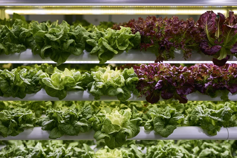 Rows of green and purple lettuce growing in stacked white hydroponic pipes under artificial light indoors