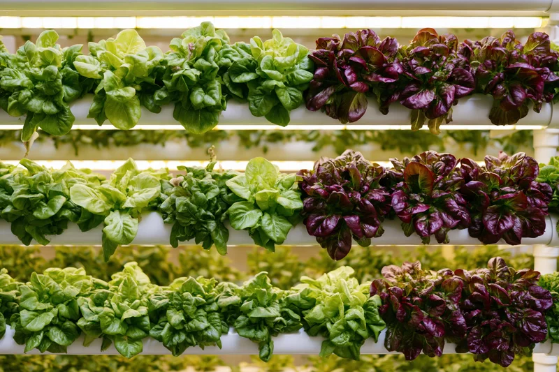 Rows of green and purple lettuce growing in stacked white pipes in an indoor vertical hydroponic system