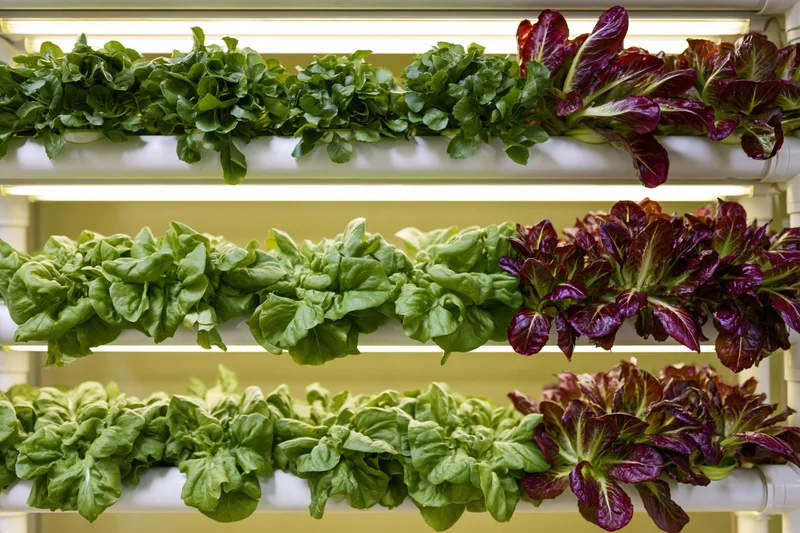 Rows of green and red lettuce growing in stacked white pipes under fluorescent lights indoors