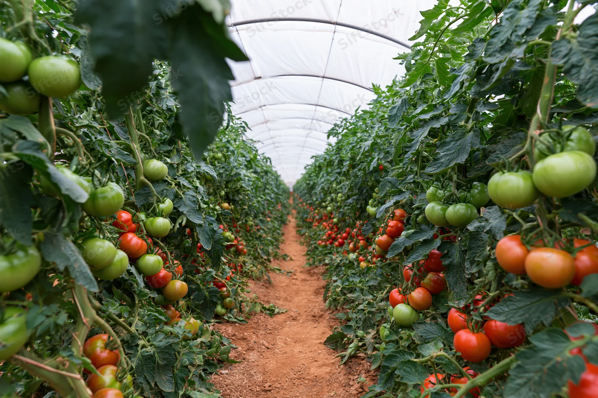 Rows of tomato plants growing in a commercial greenhouse tunnel with ripening fruit along a central pathway