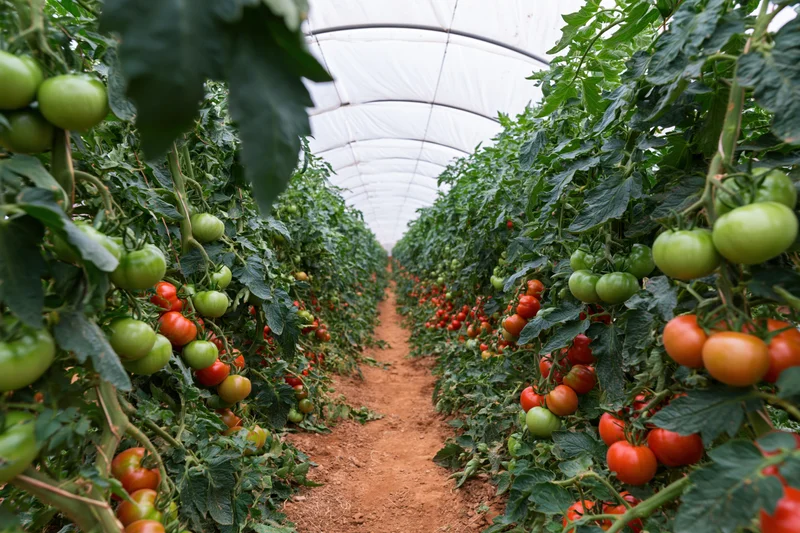 Rows of tomato plants growing in a commercial greenhouse tunnel with ripening fruit along a central pathway
