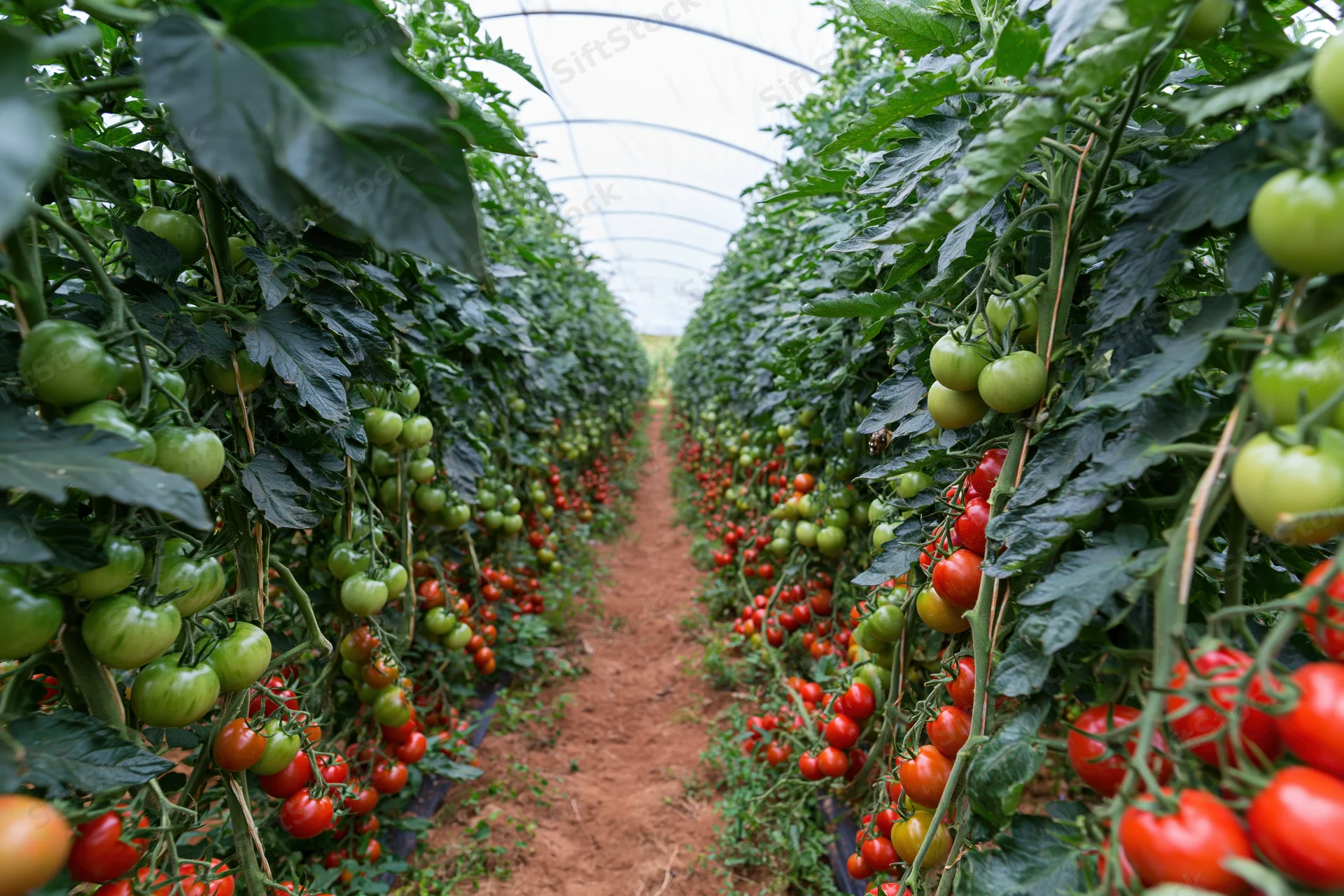 Rows of tomato plants growing in a commercial greenhouse tunnel with ripening fruit along a central path