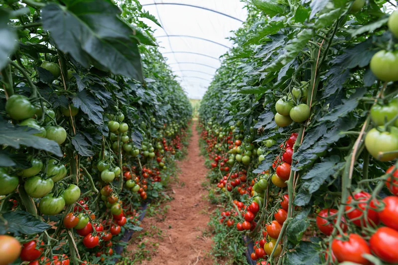 Inside a commercial greenhouse tunnel two dense rows of tomatoes