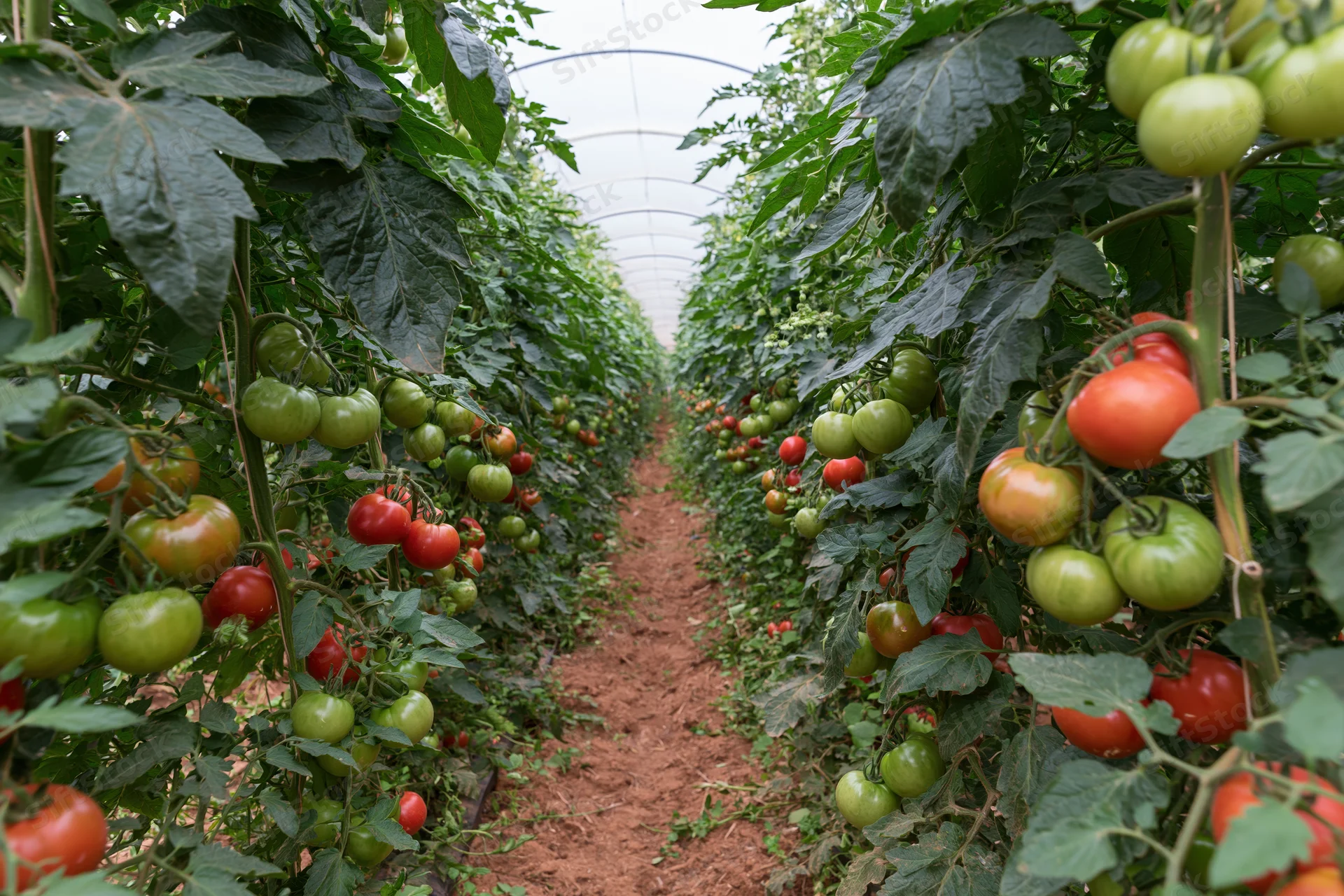 Rows of tomato plants growing in a greenhouse tunnel with ripening fruit on vines