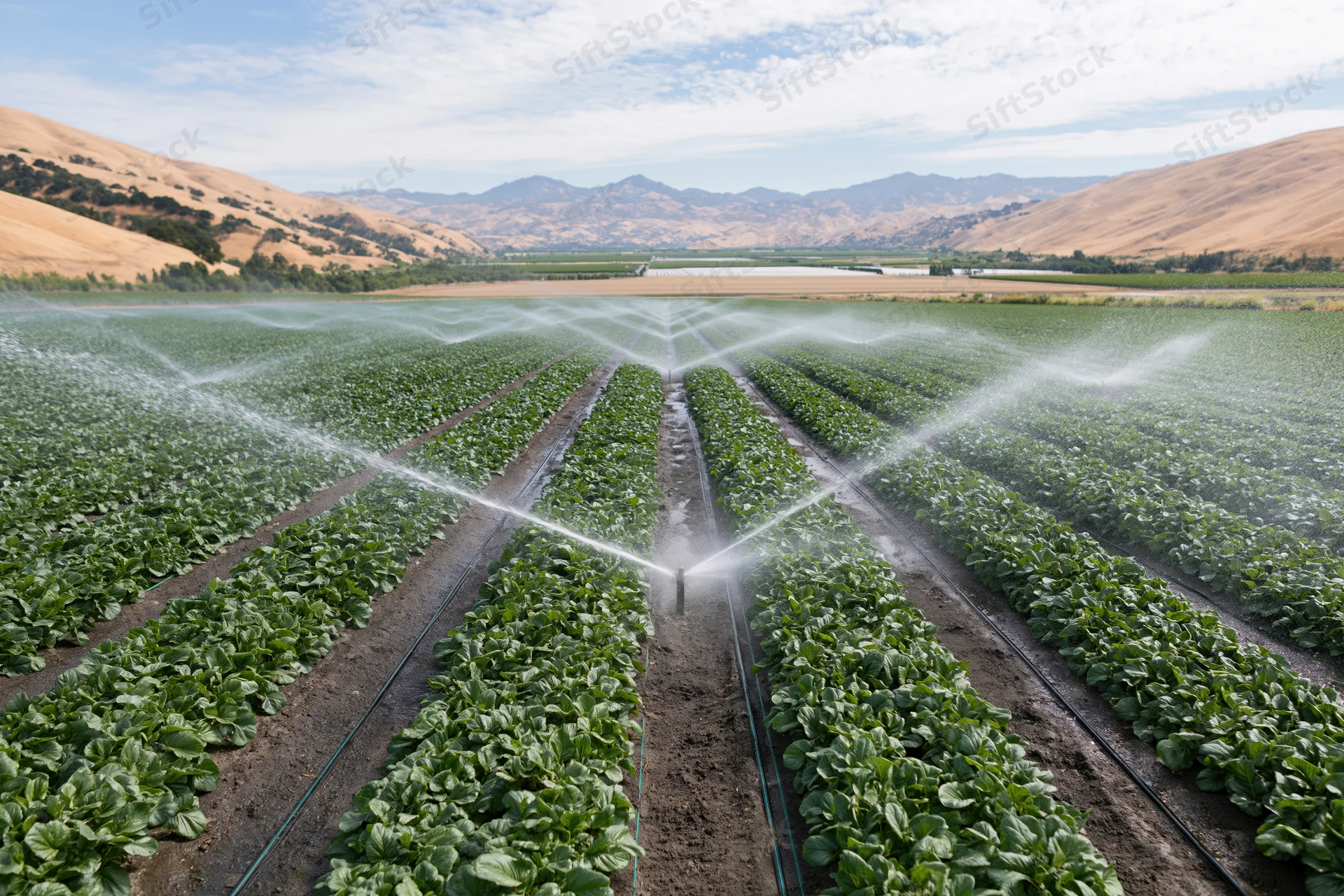 Irrigation sprinklers spraying water across long straight rows of green crops in a valley field
