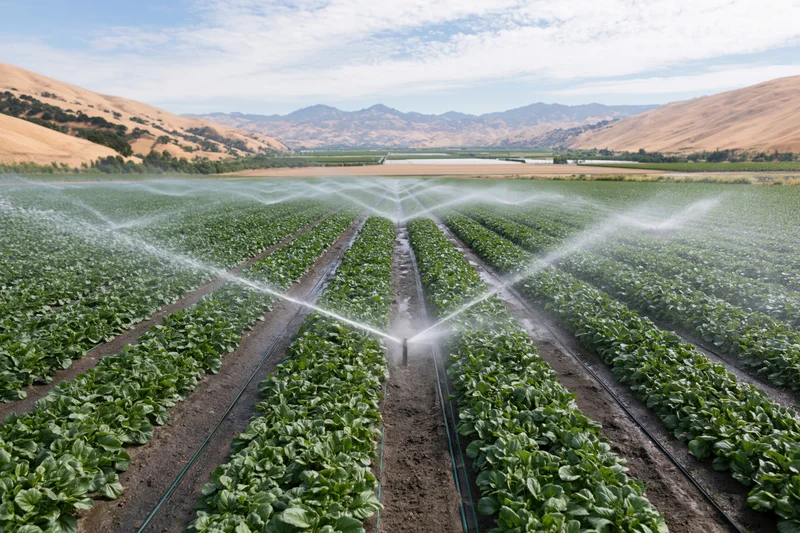 Irrigation sprinklers spraying water across long straight rows of green crops in a valley field