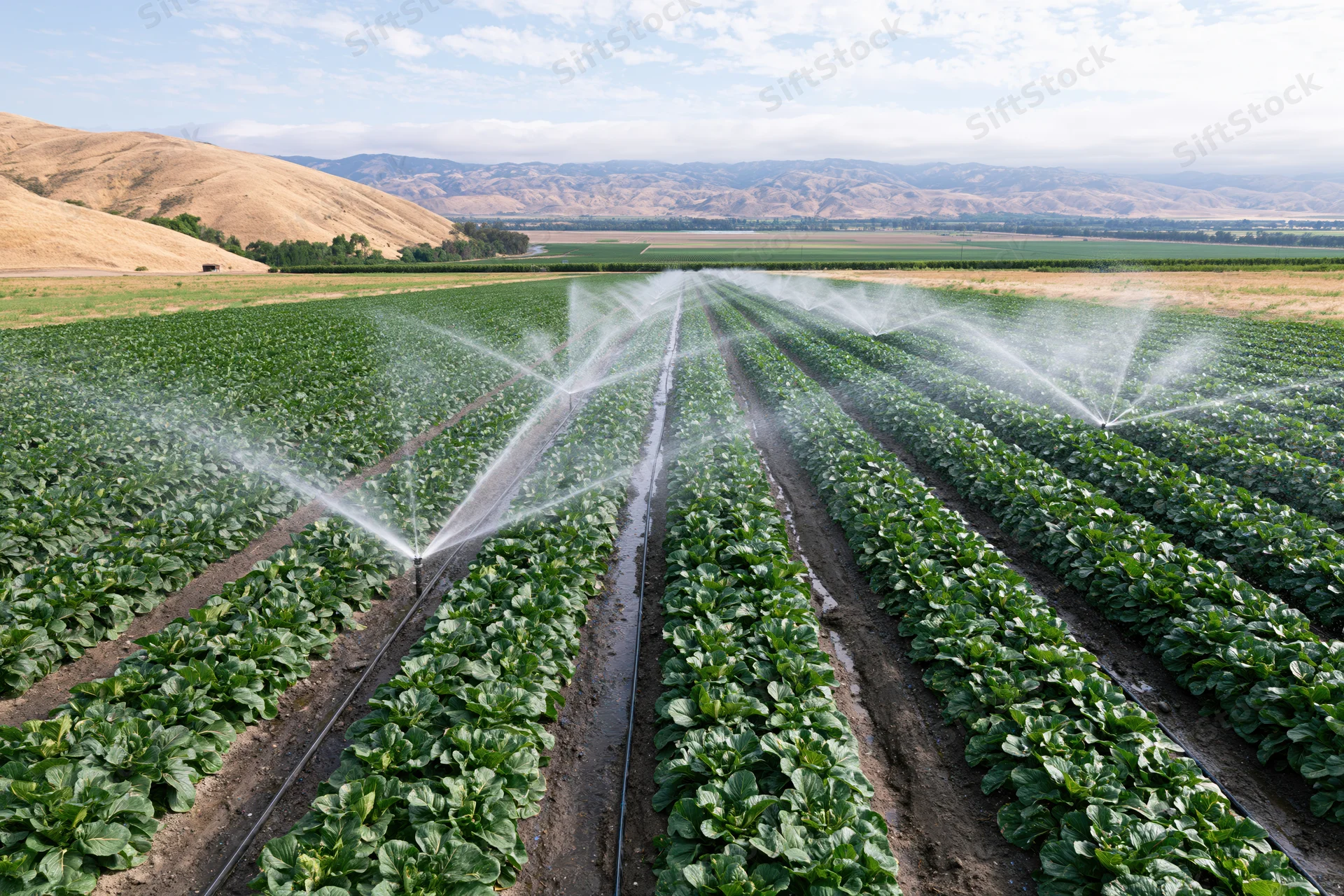 Irrigation sprinklers spraying water across long straight rows of leafy crops in a valley field