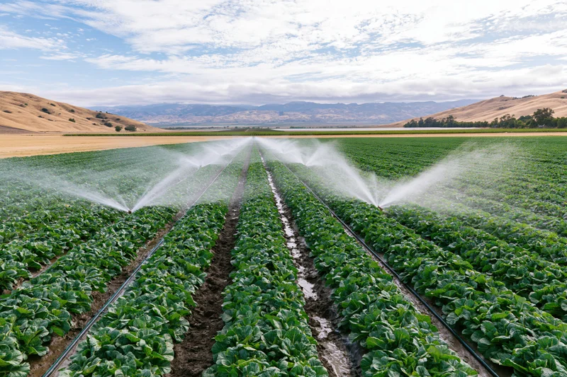 Irrigation sprinklers spraying water across long straight rows of green crops in a farm field