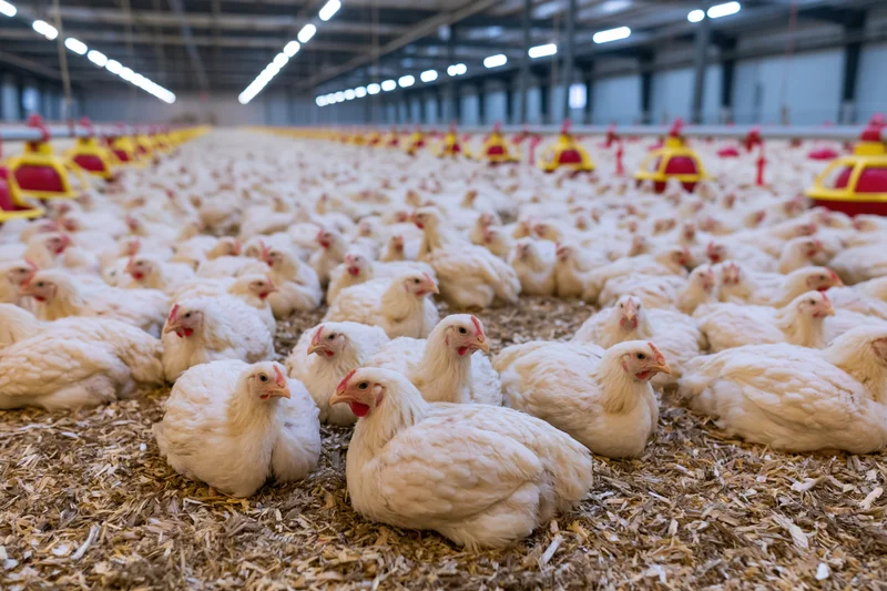 White broiler chickens resting on wood shavings in a large commercial poultry barn