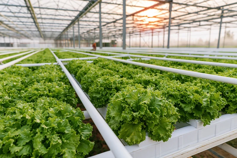Rows of hydroponically grown lettuce in a large commercial greenhouse at sunrise