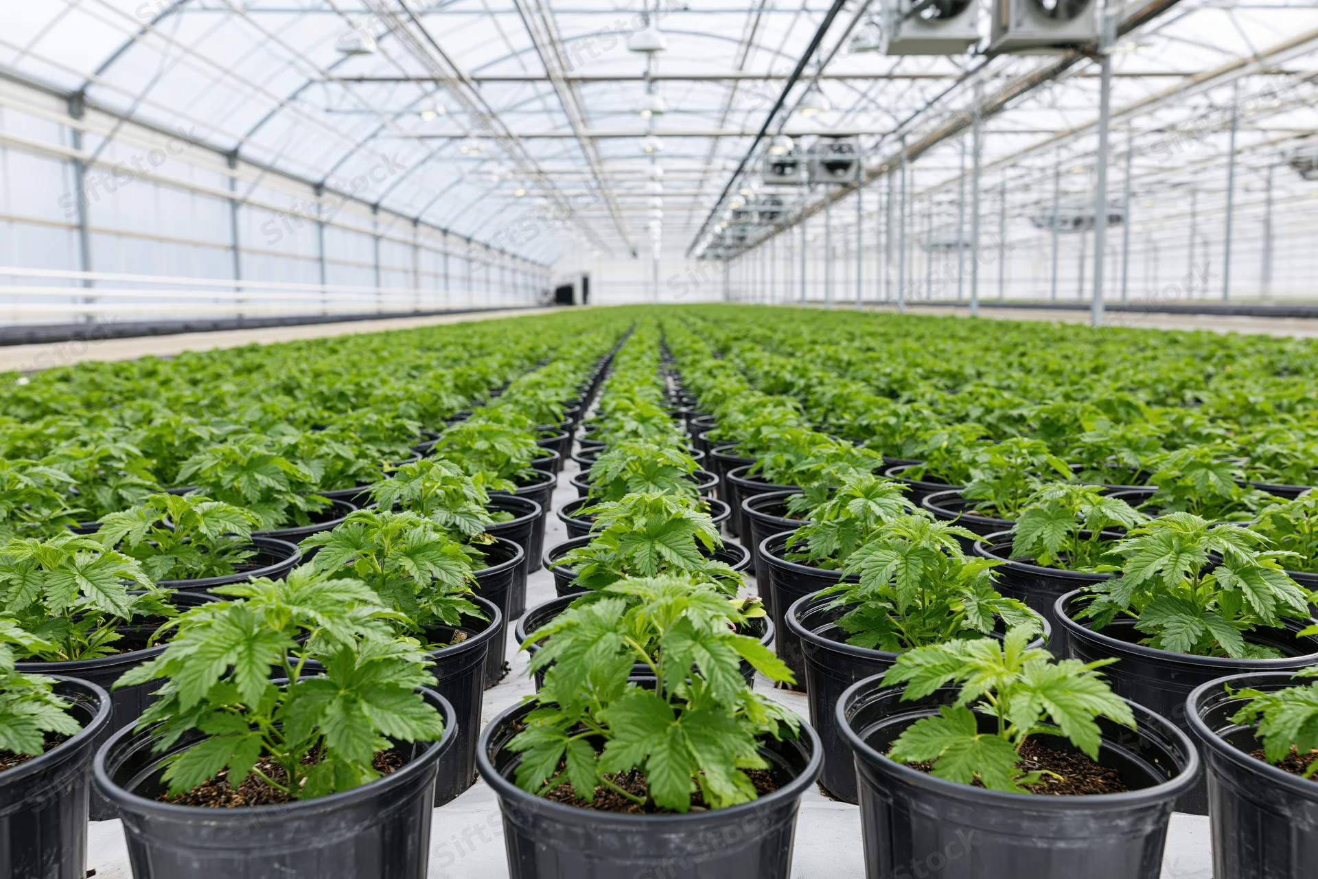 Rows of cannabis plants in black pots arranged in parallel lines inside a large commercial greenhouse