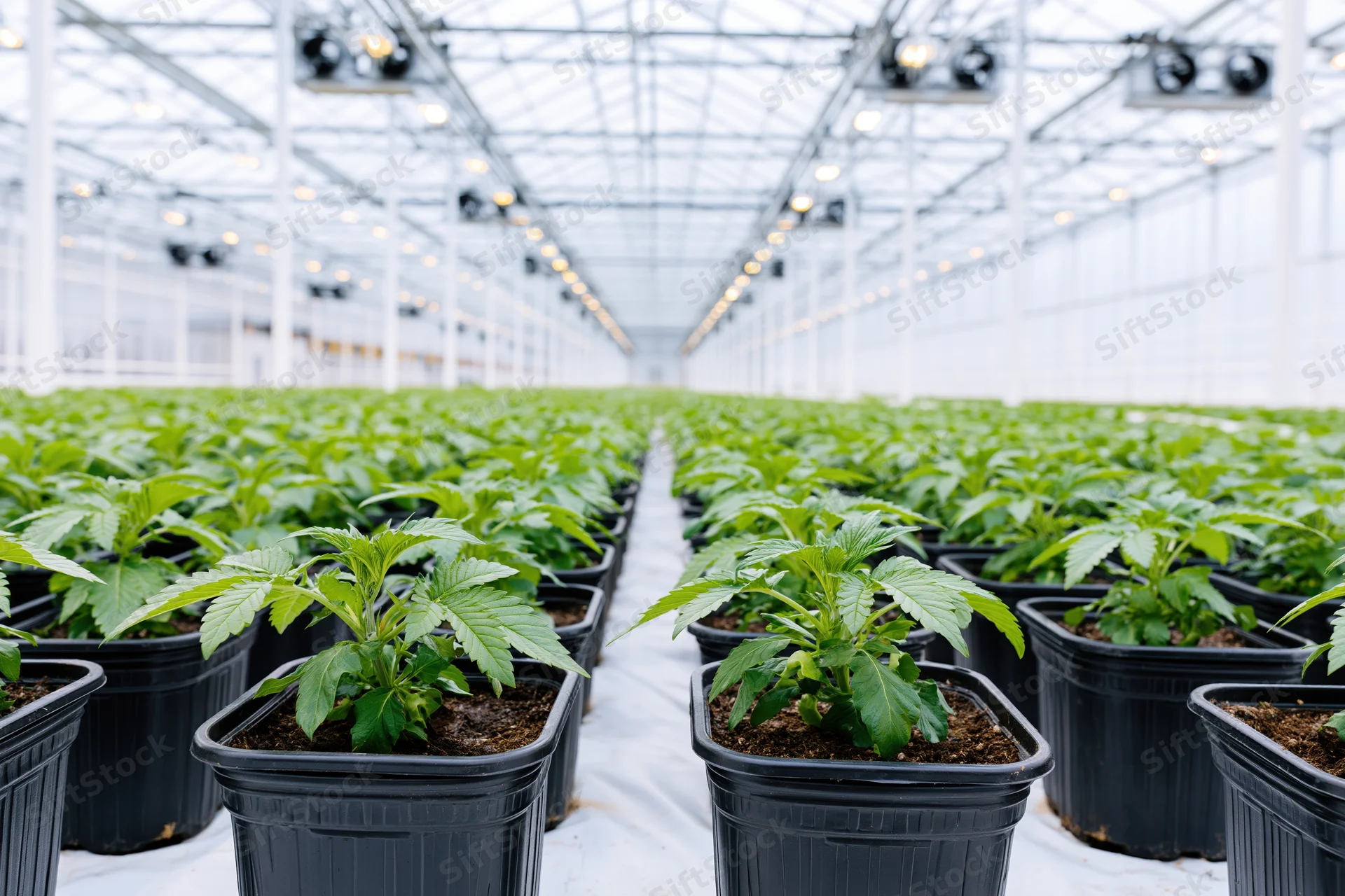 Cannabis plants growing in rows inside a commercial greenhouse