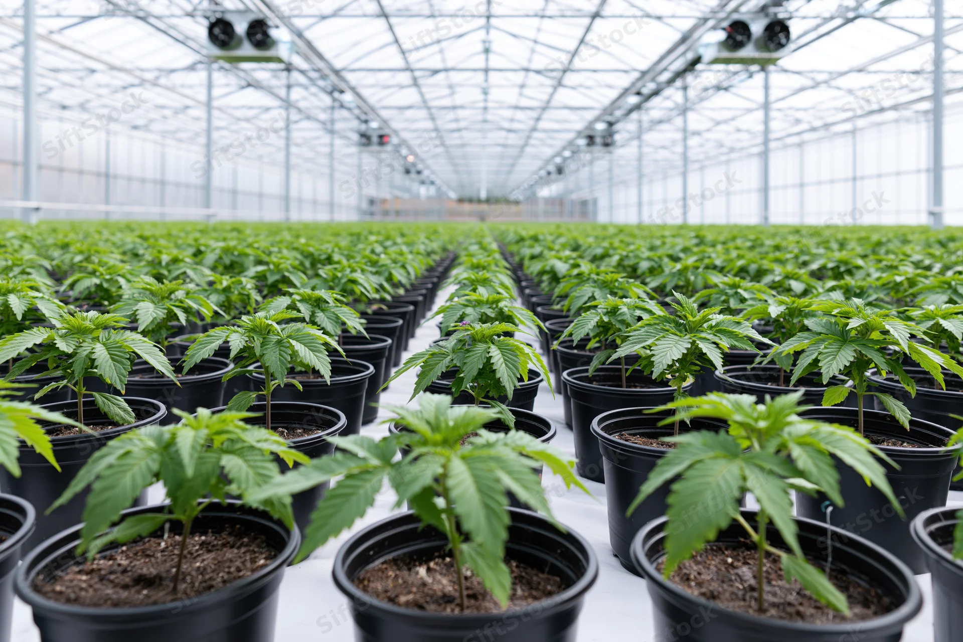 Cannabis plants growing in rows inside a commercial greenhouse