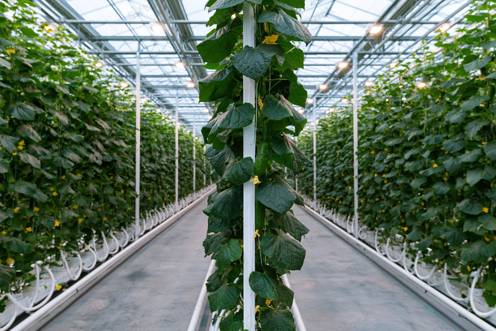 Rows of cucumber plants growing vertically in a commercial greenhouse with hydroponic systems and metal trellises