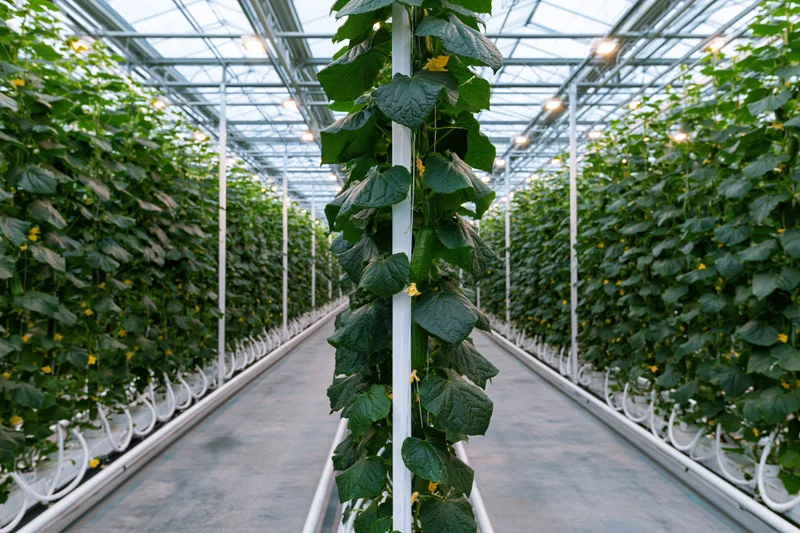 Rows of cucumber plants growing vertically in a commercial greenhouse with hydroponic systems and metal trellises