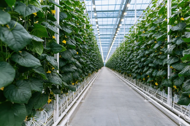 Rows of cucumber plants growing vertically in a commercial greenhouse with hydroponic irrigation systems