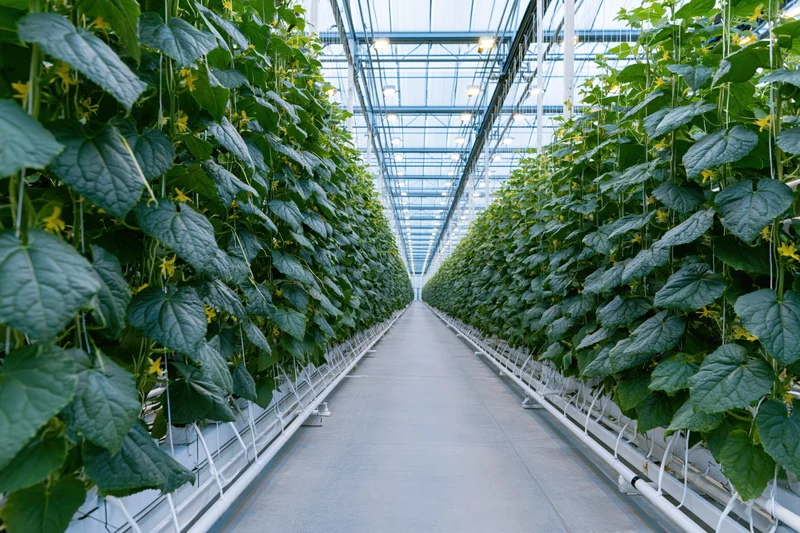 Rows of cucumber plants growing vertically in a commercial greenhouse with hydroponic system and glass roof