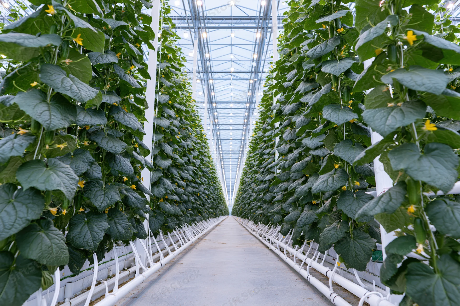 Rows of cucumber plants growing vertically in a commercial greenhouse with hydroponic support systems and artificial lighting