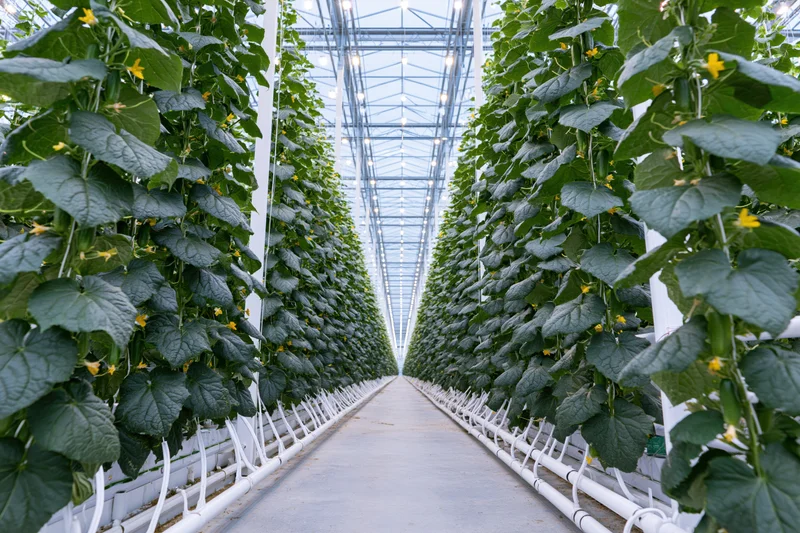 Rows of cucumber plants growing vertically in a commercial greenhouse with hydroponic support systems and artificial lighting