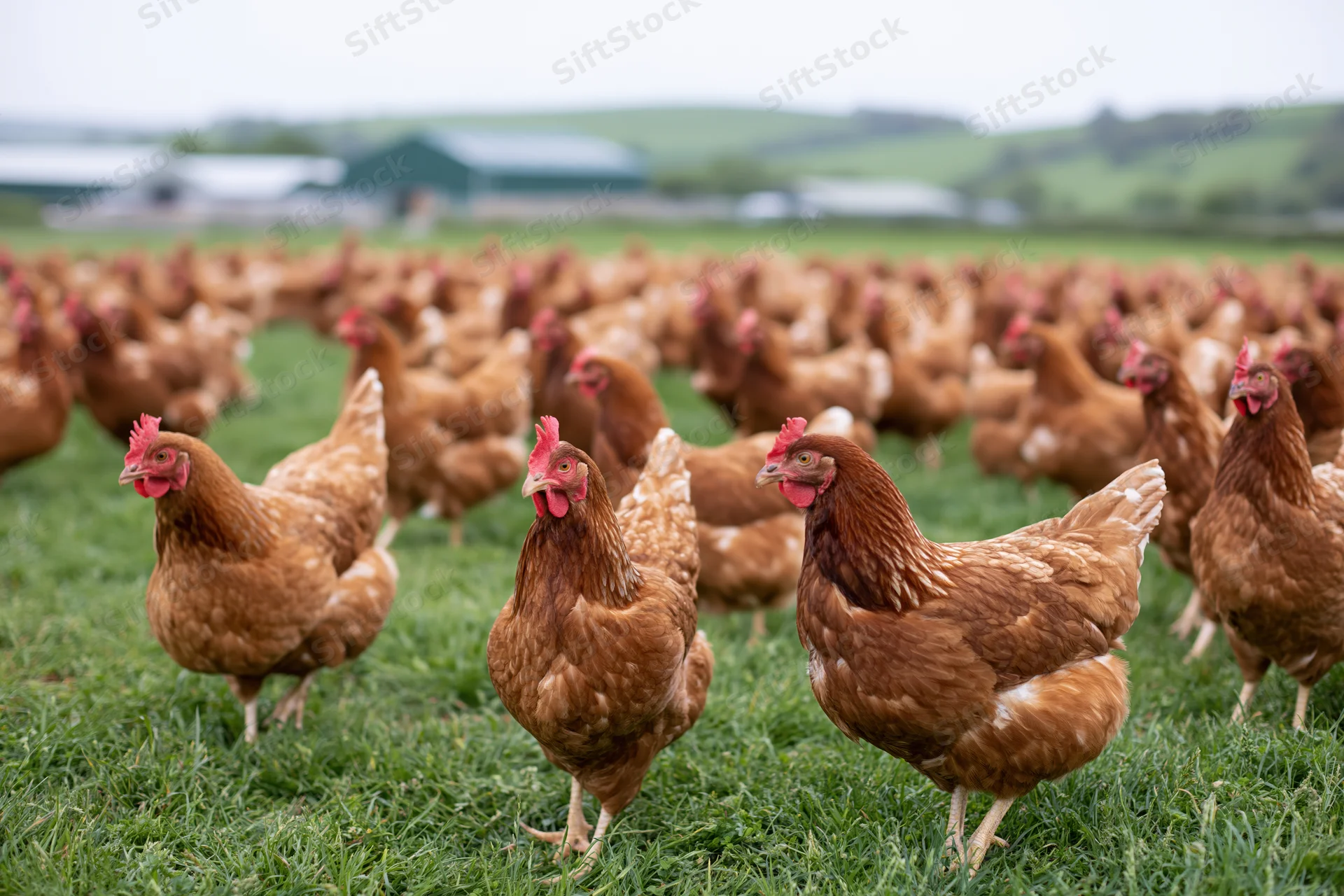 Flock of brown hens roaming on green pasture near farm buildings