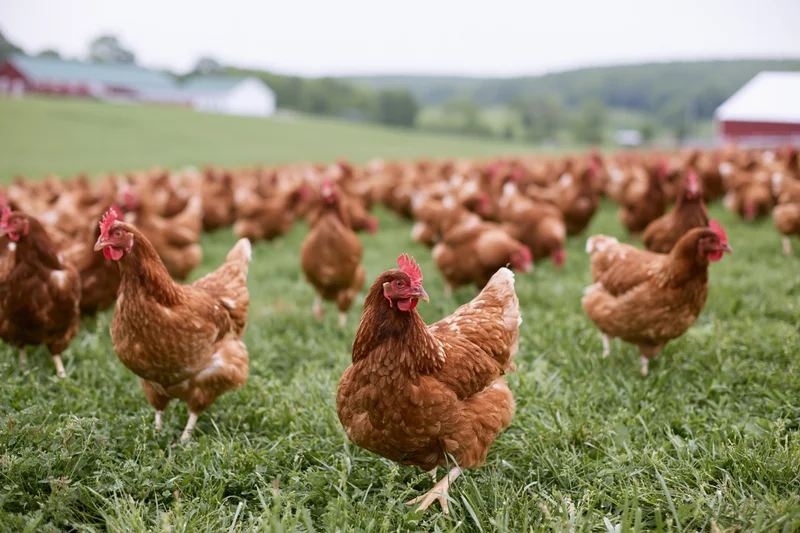 Large flock of free-range brown hens pecking and roaming on a grassy pasture near a farm barn