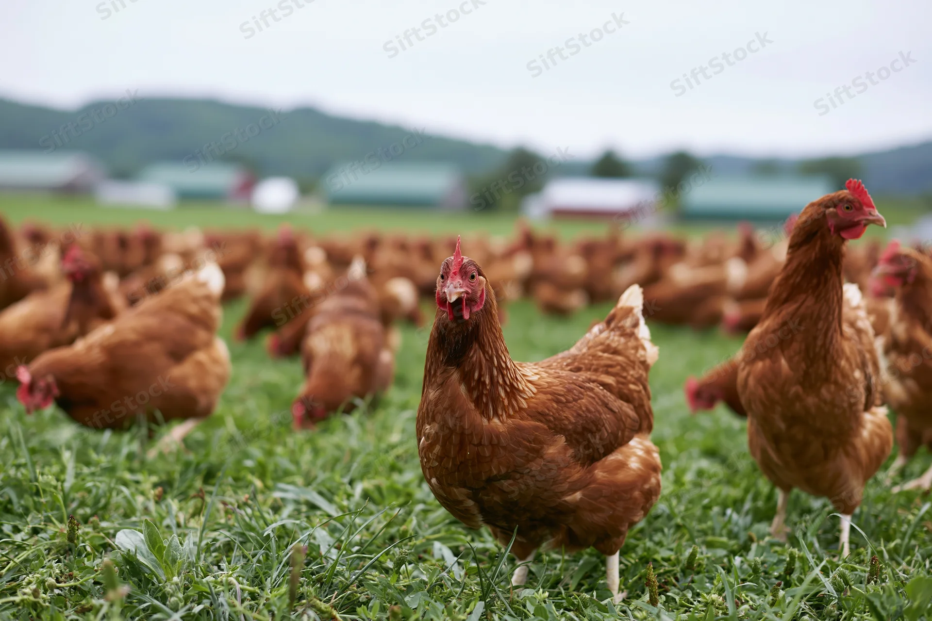 Brown hens pecking and roaming on a green pasture at a free-range farm