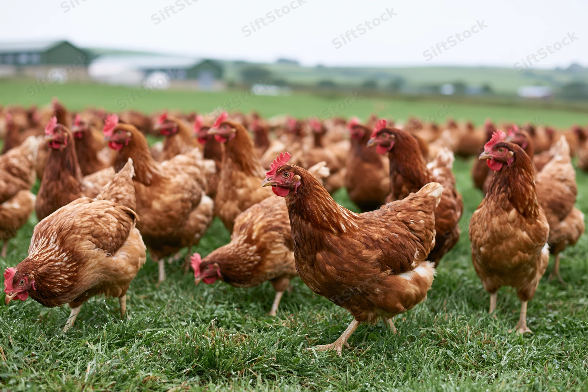 Flock of free-range brown hens pecking and roaming on a grassy pasture near a farm building