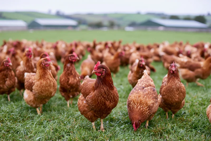Large flock of free-range brown hens roaming across the field