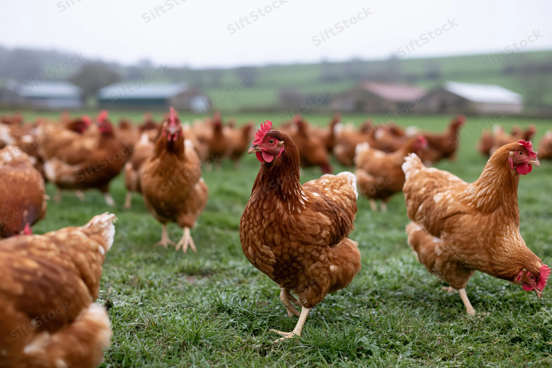 Brown hens roaming and pecking on a grassy pasture at a free-range farm