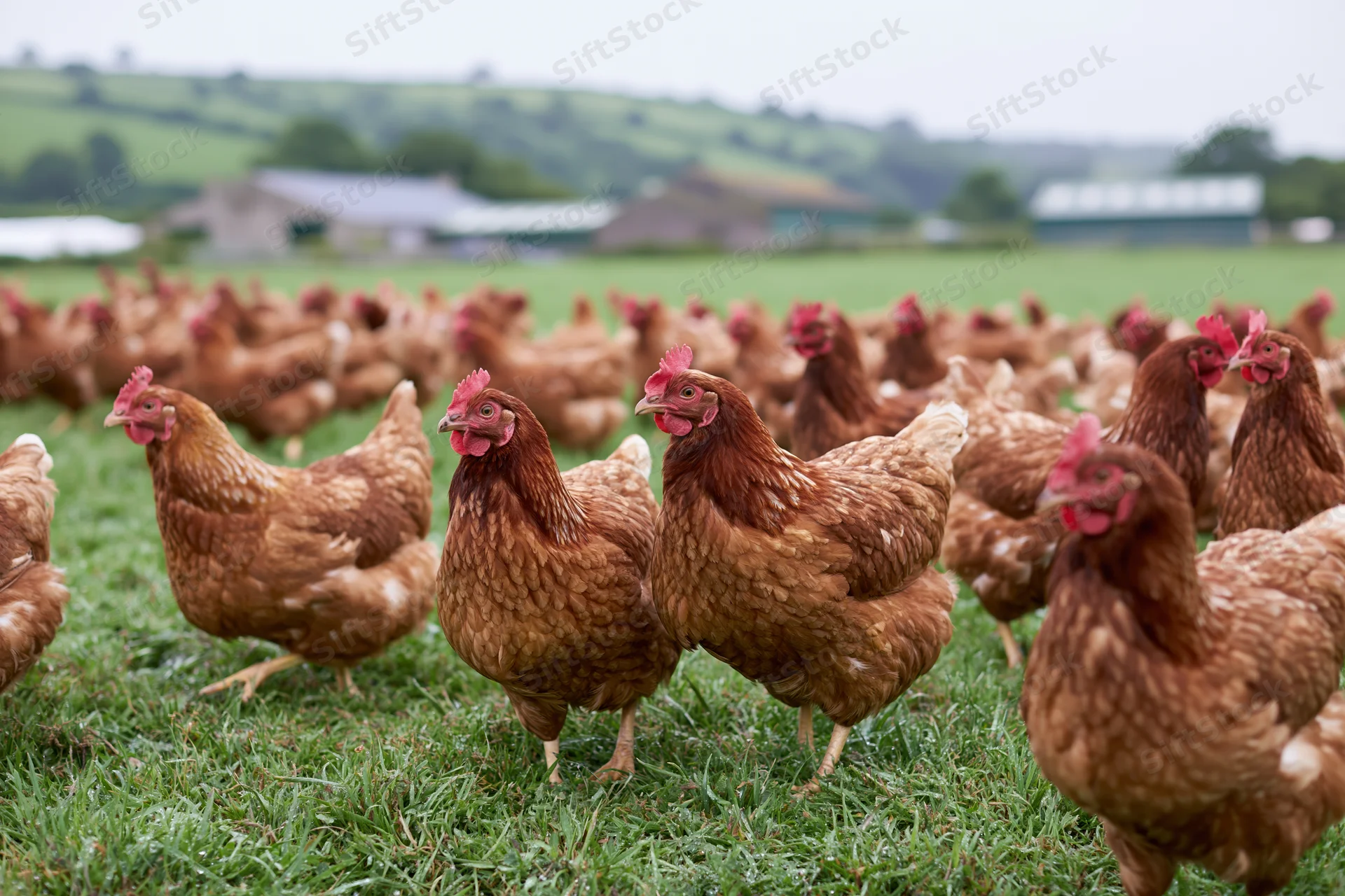 Large flock of free-range brown hens roaming and pecking on a grassy pasture near farm buildings