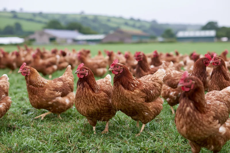 Large flock of free-range brown hens roaming and pecking on a grassy pasture near farm buildings