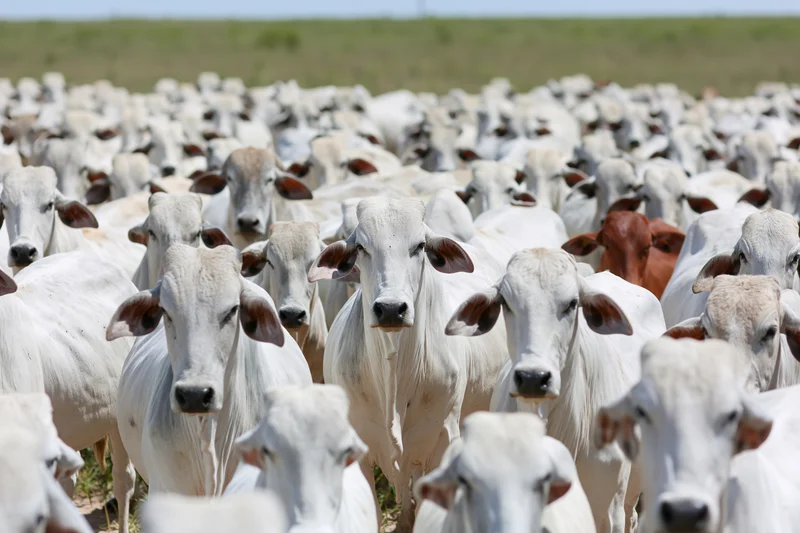 Large herd of white Nelore Zebu cattle packed tightly together in a grassy pasture