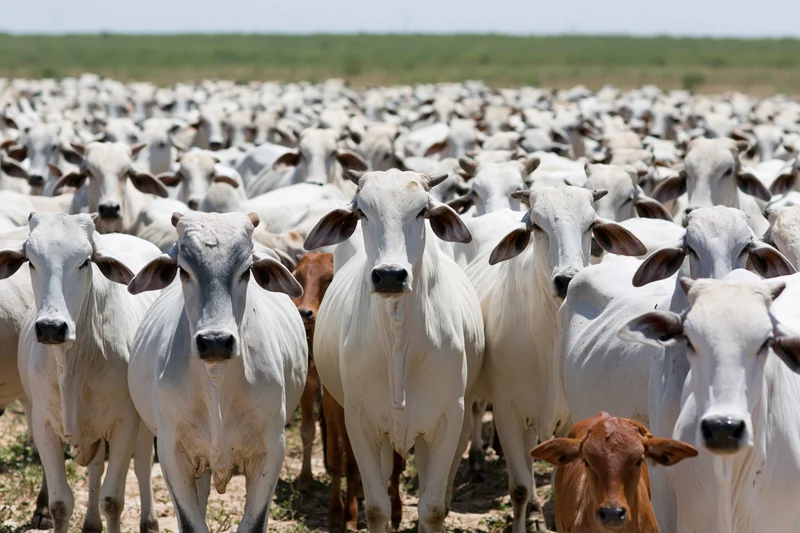 Large herd of white Nelore Zebu cattle standing closely together in a grassy pasture under bright daylight