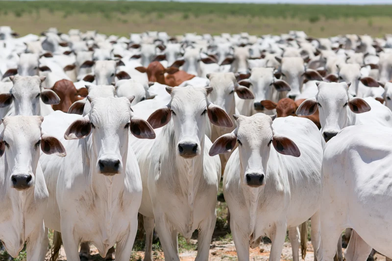 Large herd of white Nelore Zebu cattle standing closely together in a grassy pasture under bright daylight